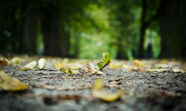 Exploring Your Creative Genius: Quotations and Common Ground