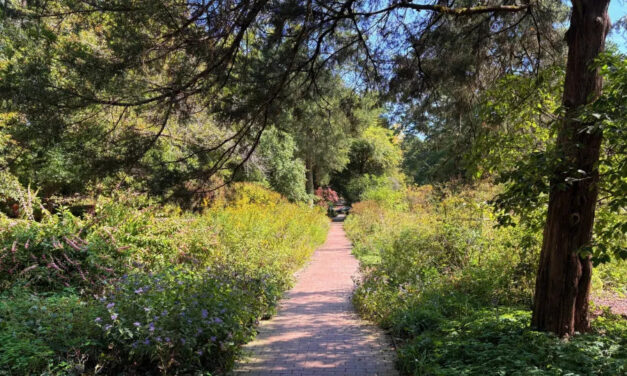 ‘A Space To Breathe:’ the Coker Arboretum’s Enduring Legacy