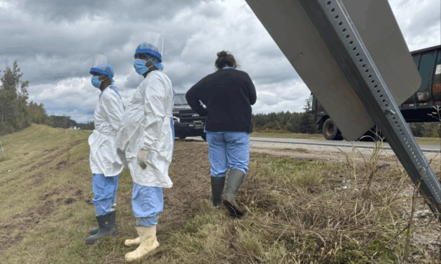 Search is On For 3 Escaped Monkeys After Truck Overturns on Mississippi Highway