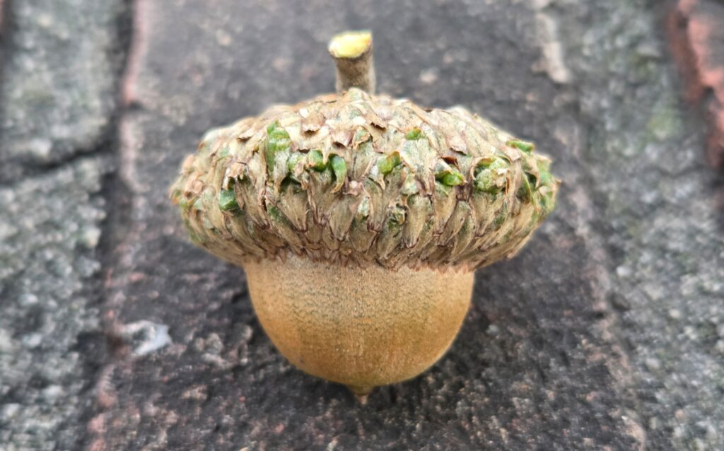 This is a photo by Geoffry Neal of an acorn on gray asphalt. The tan nut has a striated, slightly bumpy texture and comes to a point at the bottom. Its cap is thickly layered with brown and green pieces that look like (but aren’t) leaves, topped off by its broken stem.