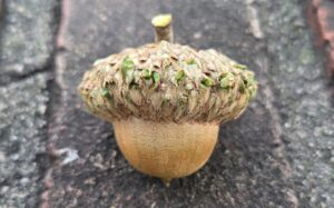 This is a photo by Geoffry Neal of an acorn on gray asphalt. The tan nut has a striated, slightly bumpy texture and comes to a point at the bottom. Its cap is thickly layered with brown and green pieces that look like (but aren’t) leaves, topped off by its broken stem.