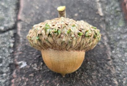 Refugium: Meet Downtown Chapel Hill’s Street Trees, Part 4