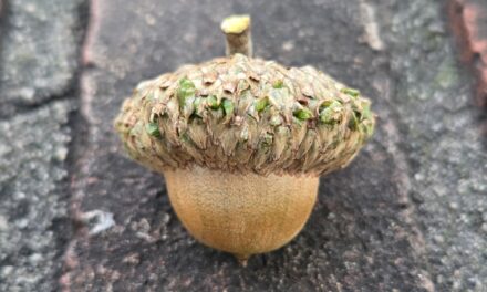 Refugium: Meet Downtown Chapel Hill’s Street Trees, Part 4