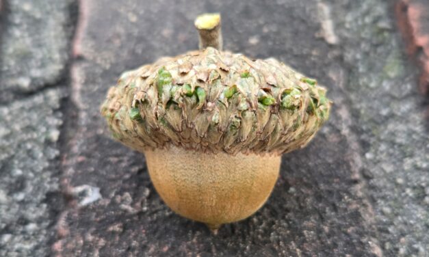 Refugium: Meet Downtown Chapel Hill’s Street Trees, Part 4