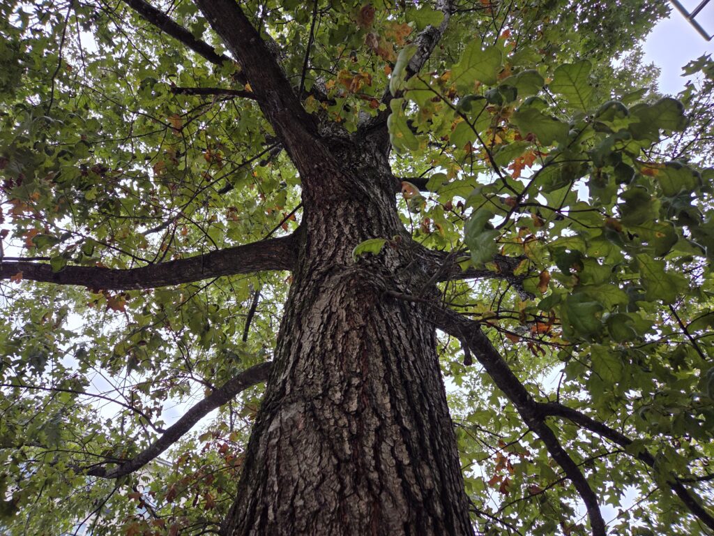 The chonky, mostly green leaves of the pin oak fill most of the frame with glimpses of gray sky showing between the leaves and branches. Some leaves have begun to turn. Thick, striated bark shields the tree from the city.
