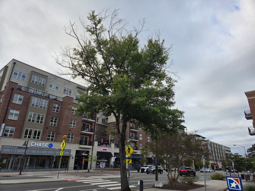 A slightly scruffy willow oak towers over a smaller crepe myrtle as vehicles pass by on Franklin Street in downtown Chapel Hill, N.C. A brick-and-stucco multi-story building cuts across the image from left to right, in contrast to the pale blue sky and white-gray cloud cover. A square sign in the bottom right corner features a blue and red background, a white swoosh and border, and a white star. Above it, a brick building’s balconies tilt into the image. Photo by Geoffrey Neal.