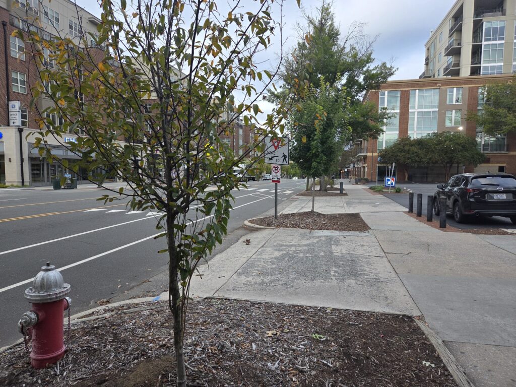 Two small and not-very-healthy-looking young trees (an elm in the foreground, a maple behind it) are planted in mulched squares sandwiched between the sidewalk to the right and Franklin Street to the left. Bollards and a parking lot are on the right, along with a three-story brick building and a taller cream colored condominium building beyond. In the lower left corner, there is a red fire hydrant and, across the street, a large multi-story building of brick and stucco. The sky is pale blue with puffy white-ish gray clouds. This photo is by Geoffrey Neal.