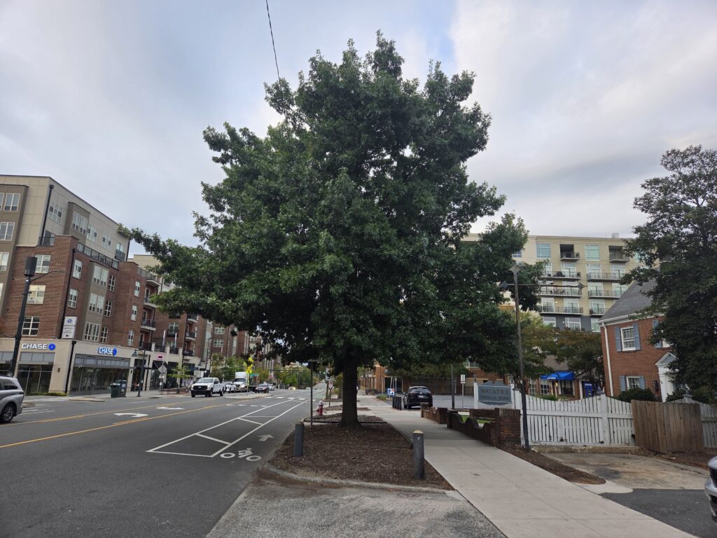 A rather large oak takes up most of this photo by Geoffrey Neal. Its large canopy shades a sidewalk on the right and a bike lane on the left. The right side includes a fence that is partly painted white, partly unpainted and a low brick wall along the sidewalk. A brick two-story building with Wedgewood blue shutters is beyond. A sign in the same color sits in the yard. It reads ‘Walker’s Funeral Home’. Rising in the background is a cream colored condominium building with large windows and balconies. On the left are a few vehicles traversing Franklin Street and a large multi-story building of brick and stucco. The pale blue sky is adorned with puffy white-ish gray clouds.