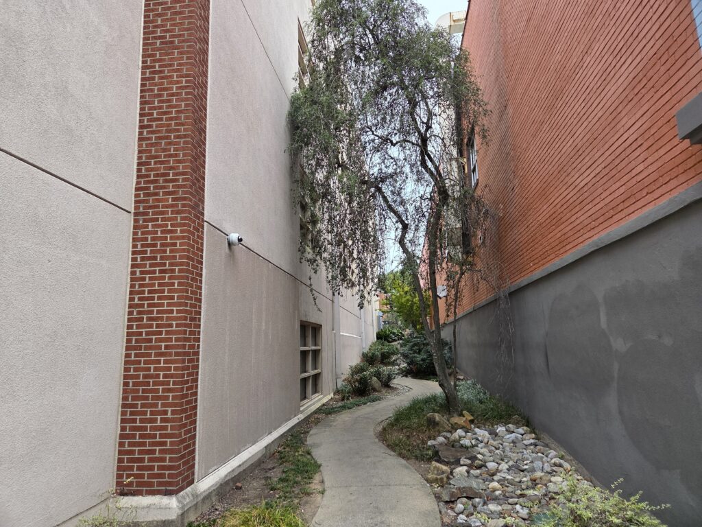 a pretty weeping yaupon holly hides halfway up a squiggly path leading from West Franklin St. to West Rosemary St. The concrete walkway is lined with river rocks in various shades of gray and some low ground-cover plants. On the right is a dark gray concrete building foundation supporting a large brick wall. On the left is a mostly concrete building with brick accents and a low 6-pane window. A grayish sky is visible.
