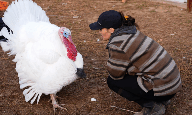 Some Families Are ‘Adopting’ Turkeys for Thanksgiving Instead of Eating Them