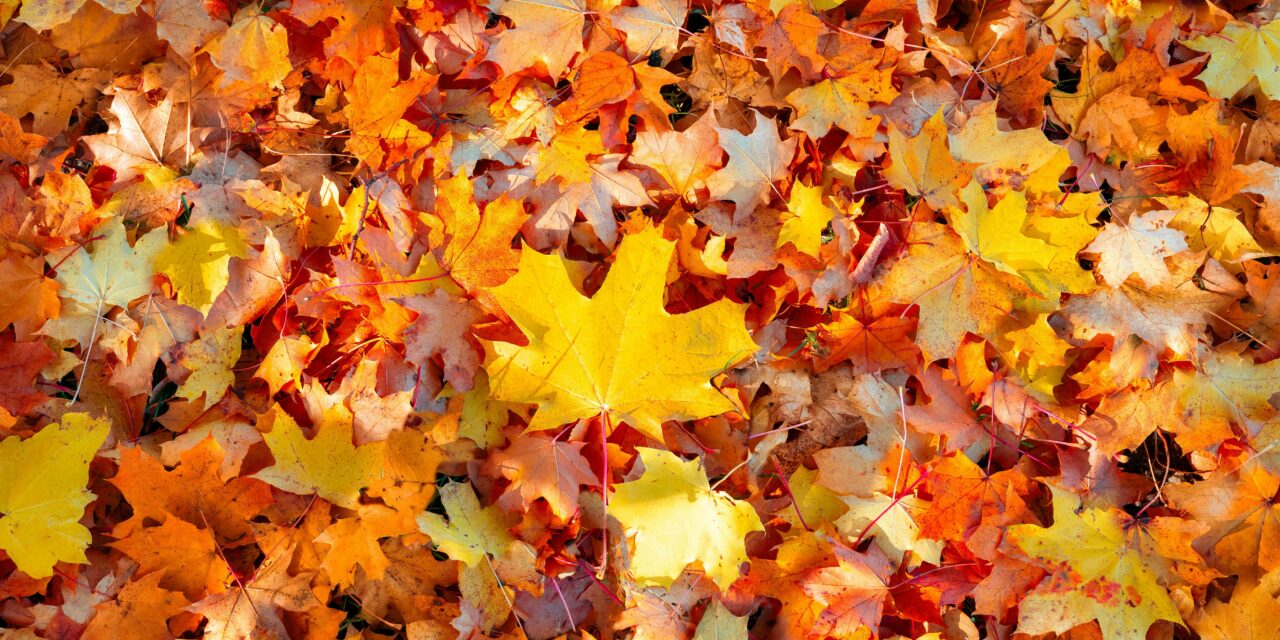 The Governor’s Column: 25 Things I’m Thankful For in 2025