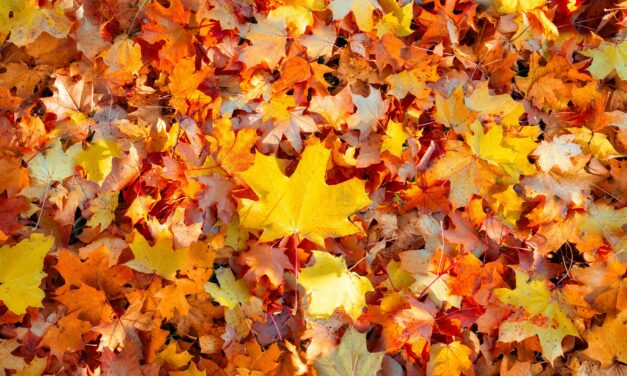 The Governor’s Column: 25 Things I’m Thankful For in 2025