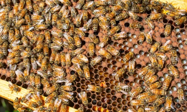Bees, Business and the People Who Keep Them: North Carolina’s Beekeeping Community at Work