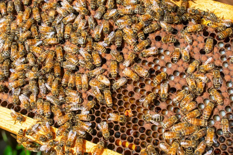 Bees, Business and the People Who Keep Them: North Carolina’s Beekeeping Community at Work
