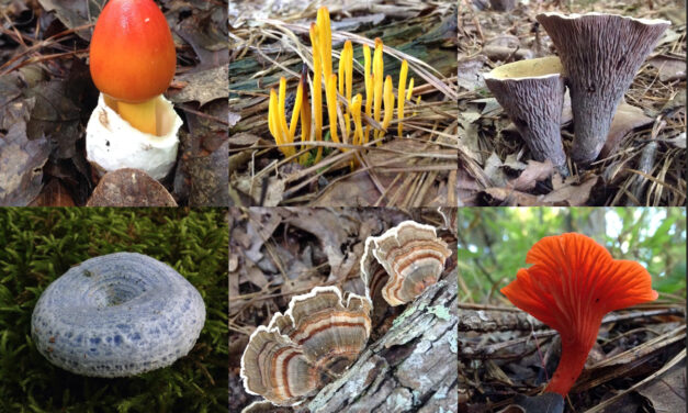 Playing in the Dirt: Mushrooms!
