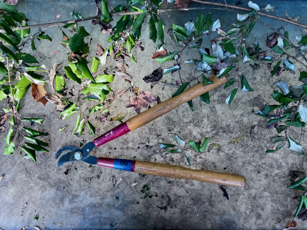 An old pair of pruning loppers lies on a dirty table surrounded by cuttings of leaves and branches. The cutting portion is two dark steel blades curved in a gentle arc, one slightly larger than the other. A large silver bolt and washer connect the metal to two turned wood handles topped with red steel caps. A piece of blue painters tape is on the lower arm. Photo by Margot Lester.