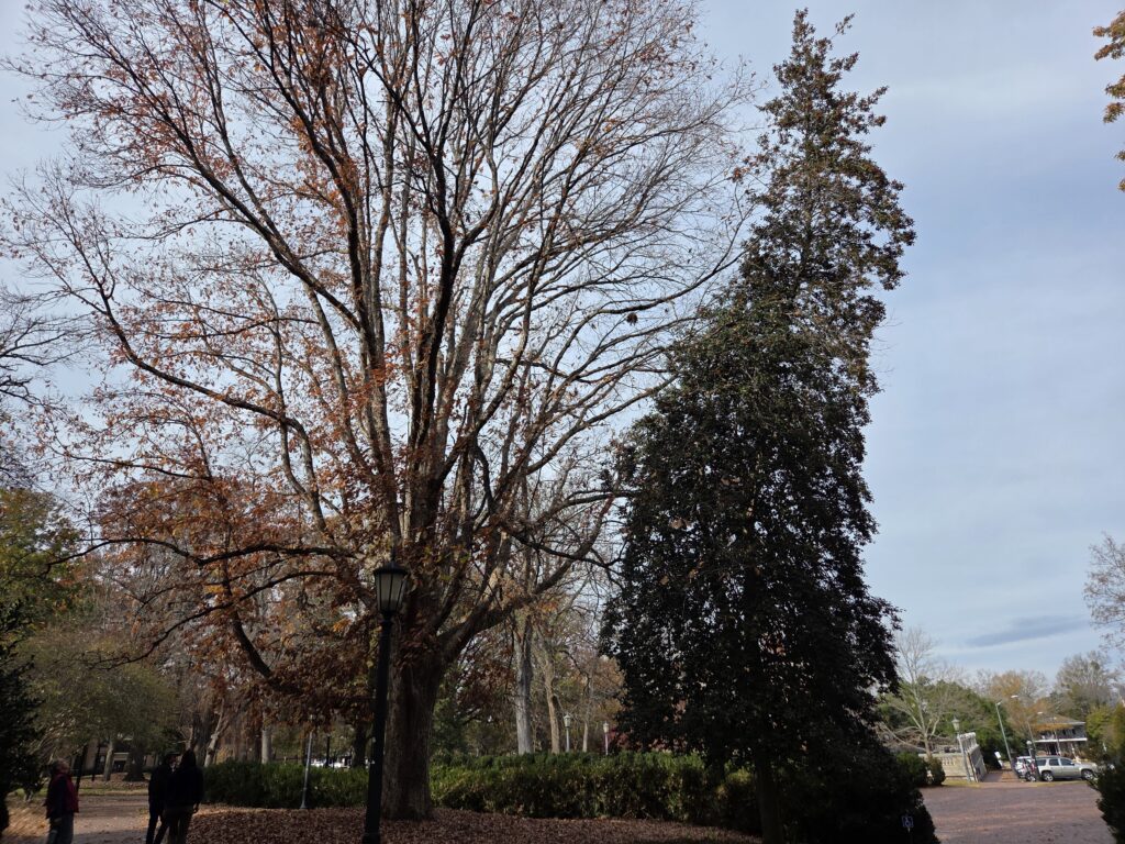 A Quercus alba (white oak) is on the right side of this photo, its branches mostly bare except for a few remaining rust-colored leaves. Three people stand below it on a brick sidewalk to its left. In the center-right is an Ilex opaca (American holly) that curves toward the oak near its base before flaring away from the canopy to get better access to the sun. A wide brick walkway runs to its right with vehicles in the background. The sky is a pale blue with ribbons of wispy clouds. This photo was taken on the UNC campus by Geoffrey Neal.
