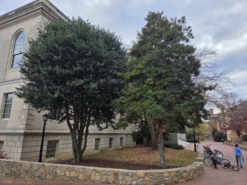 UNC’s main library is graced by an Ilex ’Nellie R Stevens’ and Ilex x attenuata ‘Foster’s #2’ growing inside a raised bed protected by a low stone wall and fronted by a wide brick walk. Bikes and a person appear in the bottom right corner; brick buildings are visible further down the way. The tree on the left has a multi-trunk base and a rounded canopy of dark green leaves starting about a third of the way up. The tree on the right has a lighter single trunk topped by a conical canopy of light green. They stand out against the building’s granite exterior and large windows. The partly cloudy sky is visible in the windows on the left of the photo and along the very top. Photo by Geoffrey Neal.