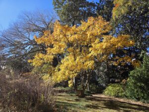 The vibrant canopy of the Acer campestre (Hedge maple) transitions from warm yellow-orange at the top and a golden yellow as it descends along multiple trunks. Grass and shrubs lay below it and a gravel path cuts diagonally along the right edge. Taller trees, some still bearing leaves and others bare-limbed, rise in the background against a lovely blue sky. This photo was taken at the Coker Arboretum at UNC by Geoffrey Neal.