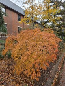 The filigreed leaves of Acer palmatum ‘Palmatifidum’ (Palmatifidum Japanese maple) cascade to the ground in a range of colors from deep red to hot orange to warm gold. They are offset by a brick building on the left and a brick gutter and sidewalk on the right. Beyond the tree, the limbs and yellowing canopy of another, taller tree rise in front of a tall pine. This photo was taken at the Coker Arboretum at UNC by Geoffrey Neal.