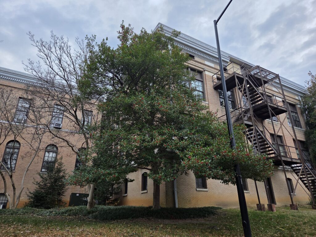 A large holly tree rises from a manicured lawn in front of a two-story tan building with a dark brown fire escape. The sky is covered in gray-blue and white clouds. A light poll appears in the right third of the photo. The holly’s bare trunk supports a cone-shaped canopy that is almost as tall as the building. This photo was taken at the Coker Arboretum at UNC by Geoffrey Neal.