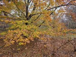 The beautifully mottled canopy of Fagus grandifolia (American beech) ranges in color from spring green and warm yellow to light orange and deep rust before turning a lovely tan for the winter. Most leaves will stay on the tree (a phenomenon called marsescence) until the new leaves are ready in the spring. Some do fall, and they cover the ground beneath. Other trees and shrubs take up the right-hand side of this photo taken at the Coker Arboretum at UNC by Geoffrey Neal.