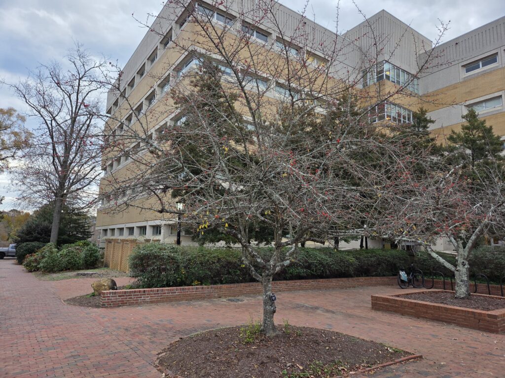 This Ilex decidua (possumhaw) is squeezed into a circular planting bed edged in brick and surrounded by a brick courtyard on the UNC Campus. It has lost its leaves for the season, revealing a mottled bark and scraggly branches punctuated by red berries. In the background are low brick walls, a hedge, more small trees and the hulking cream and light gray exterior of a somewhat Brutalist academic classroom and academic office building on the UNC campus. Photo by Geoffrey Neal.