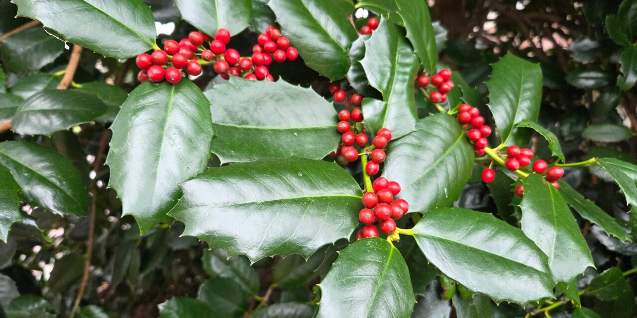 Refugium: Flora of the Season