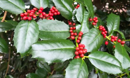 Refugium: Flora of the Season