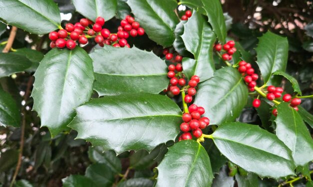 Refugium: Flora of the Season