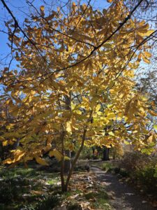 The blazing gold canopy of huge Magnolia macrophylla (Bigleaf magnolia) leaves rises from green grass strewn with fallen leaves. A small gravel footpath passes by the tree’s twin trunks. In the bottom half of the background, there is more lawn, shrubs and trees. The top half is a bright blue sky. This photo was taken at the Coker Arboretum at UNC by Geoffrey Neal.