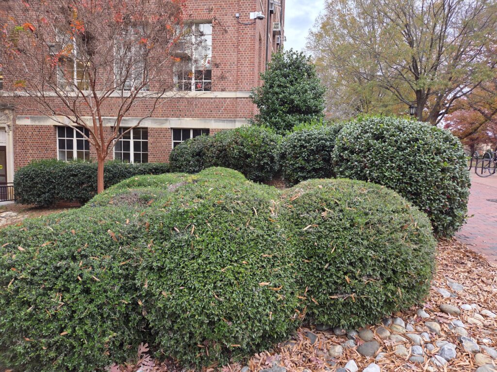 A hedge of hollies resembles a clump of meatballs, trimmed into tight, dense balls of dark green thorny leaves. Leaf litter, rocks and a brick walkway surround the right side of the hedge. A bare crepe myrtle stands inside the curve. A tall, untrimmed holly stands in the center, right next to a large brick building with granite lintels running along the windows. Beyond that, a large tree with a thinning green and yellow fall canopy stands next to a bike rack. Photo by Geoffrey Neal.