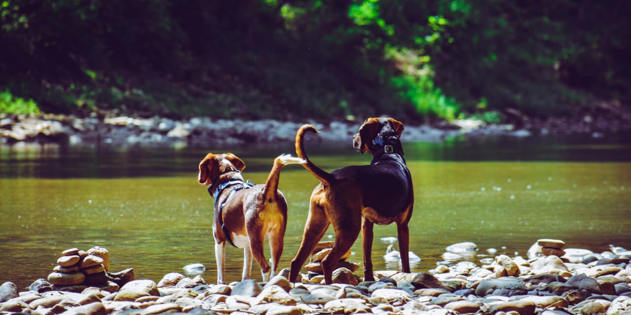 Exploring Your Creative Genius: Good Dog(s)