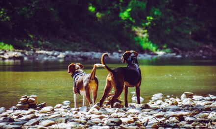 Exploring Your Creative Genius: Good Dog(s)