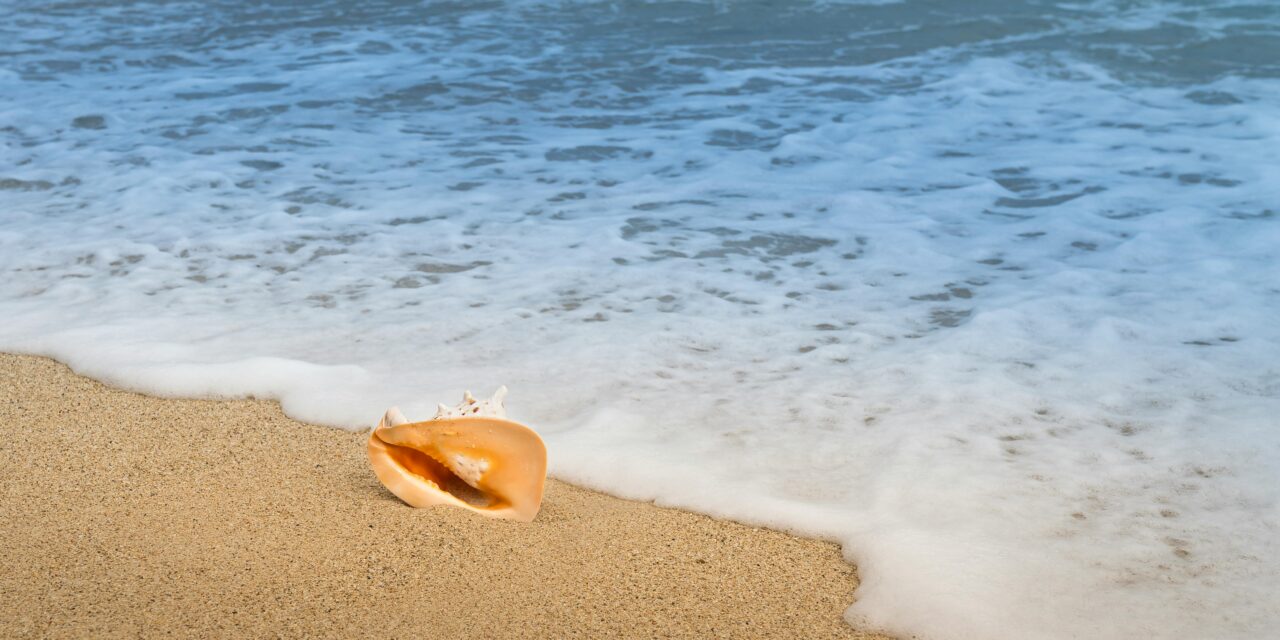 Little Big Moments: Putting Your Ear to the Conch Shell