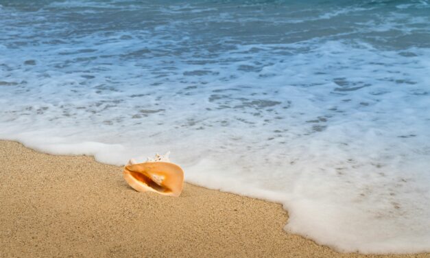 Little Big Moments: Putting Your Ear to the Conch Shell