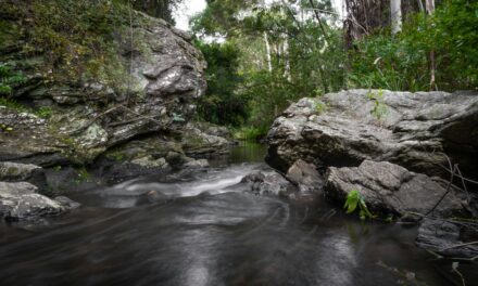 Little Big Moments: ‘The Piddly Brook of My Soul’