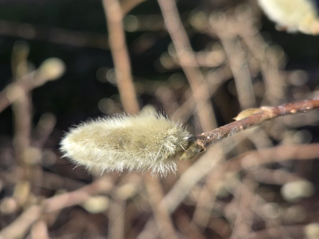 A fuzzy goldish-tan flower, also known as a catkin, extends from the tip of a brown branch. Tiny greenish-brown buds are seen along it. The background is mostly shady with blurred shapes of the same plant. Photo by Geoffrey Neal.