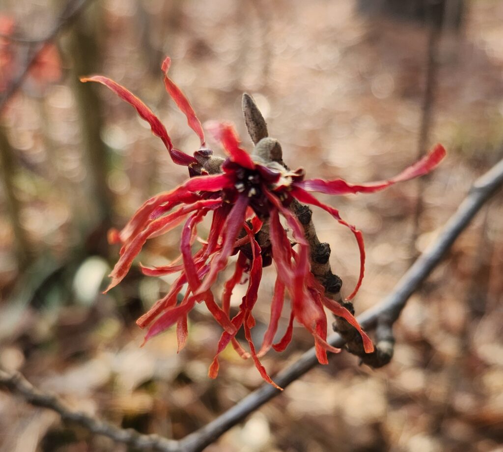 A bright red flower with long skinny petals emanating from a brown base resembles a firework. The flower is at the end of a grayish-brown twig. The background is the mottled browns and grays of leaf litter, punctuated occasionally by straight lines of other woody shrubs. Photo by Geoffrey Neal.
