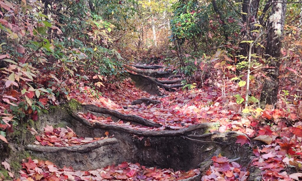 Leaves in various shades of red and orange cover a path criss-crossed with large brownish-gray tree roots. Some of the roots show patches of bright green moss. On either side of the path are short woody shrubs, some still retaining green leaves. In the background, trunks of larger trees, lit by the sun, stick out from the forest floor. Photo by Geoffry Neal.