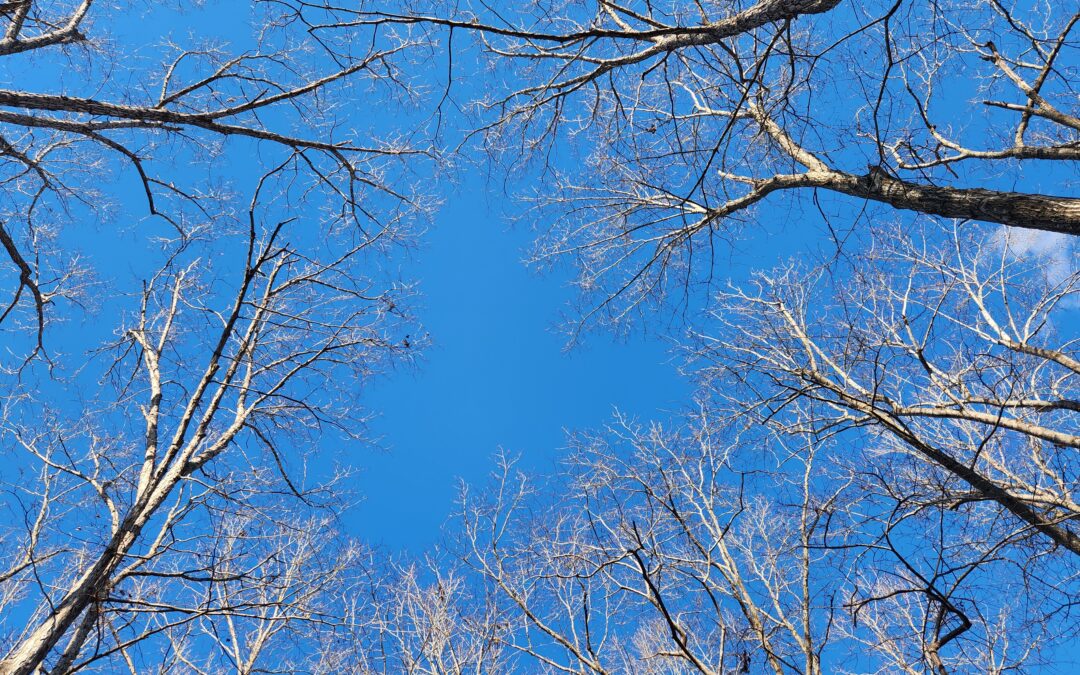 Refugium: How To Identify Trees in Winter