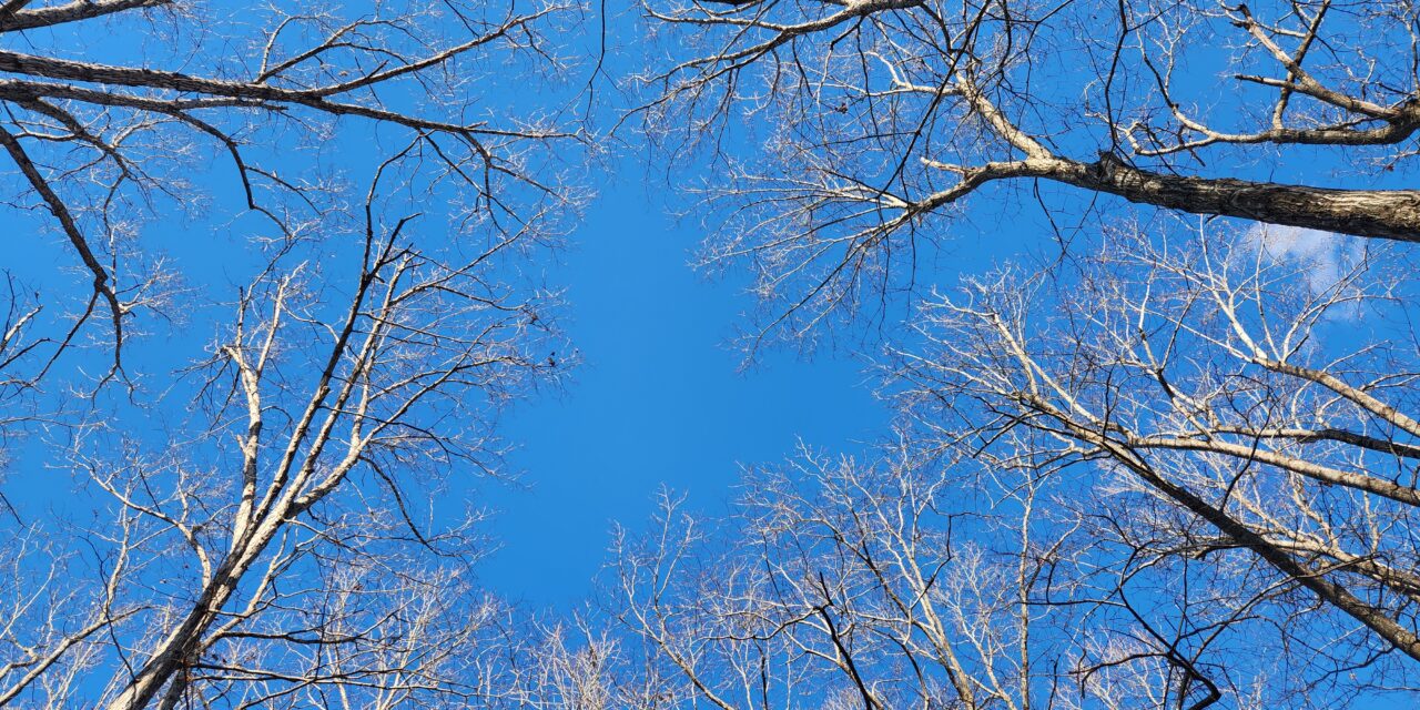 Refugium: How To Identify Trees in Winter