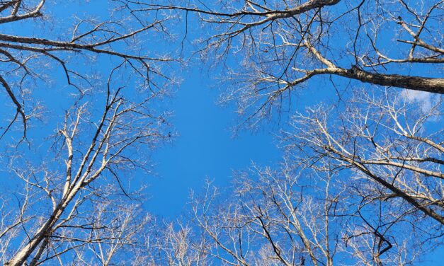 Refugium: How To Identify Trees in Winter