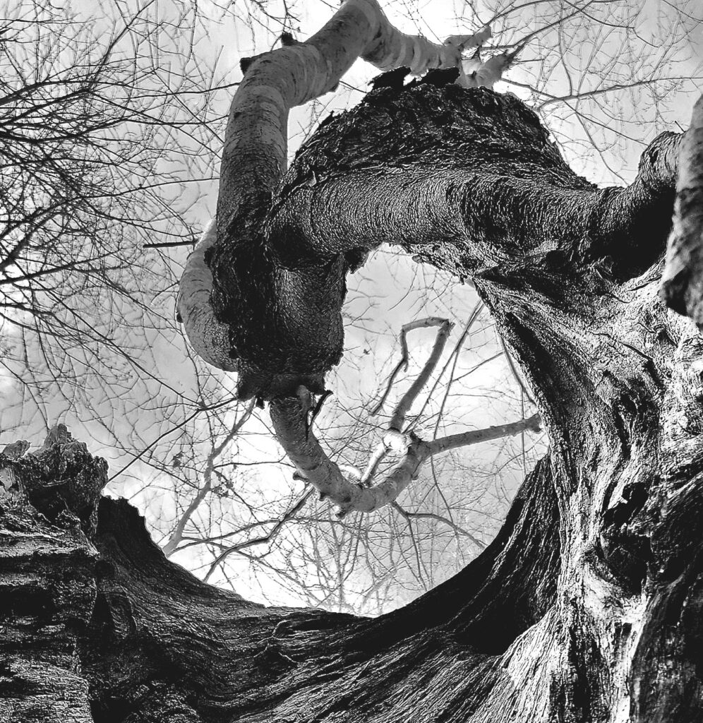 In this black-and-white photo by Geoffrey Neal, a very old tree trunk spirals toward the sky in winter, bearing no leaves. Near the bottom, the tree is heavily grooved, a knot or scar visible in the right corner. As it curves toward the center of the frame, the trunk flares a bit. The main trunk is still horizontally grooved, while the flare has a rougher texture with raised chunks. As it spirals back, the trunk smooths out and lightens to a pale gray, splitting into two trunks, each with lots of branches and twigs springing forth. The bare canopy of a nearby tree with darker bark enters the frame from the left. The background is a sky of light gray and white. 