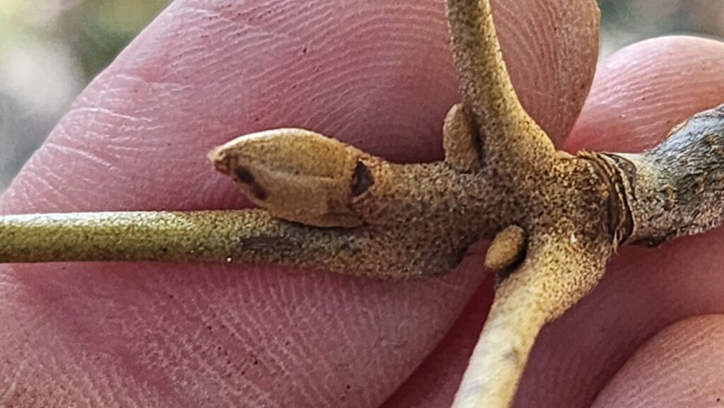 An extreme close-up of a twig in a white person’s hand, grooves of the fingerprint clearly visible. The twig is a goldish-green-brown with a large peanut-shaped bud and two smaller ones extend from the intersection of two alternate twigs. Photo by Geoffrey Neal.