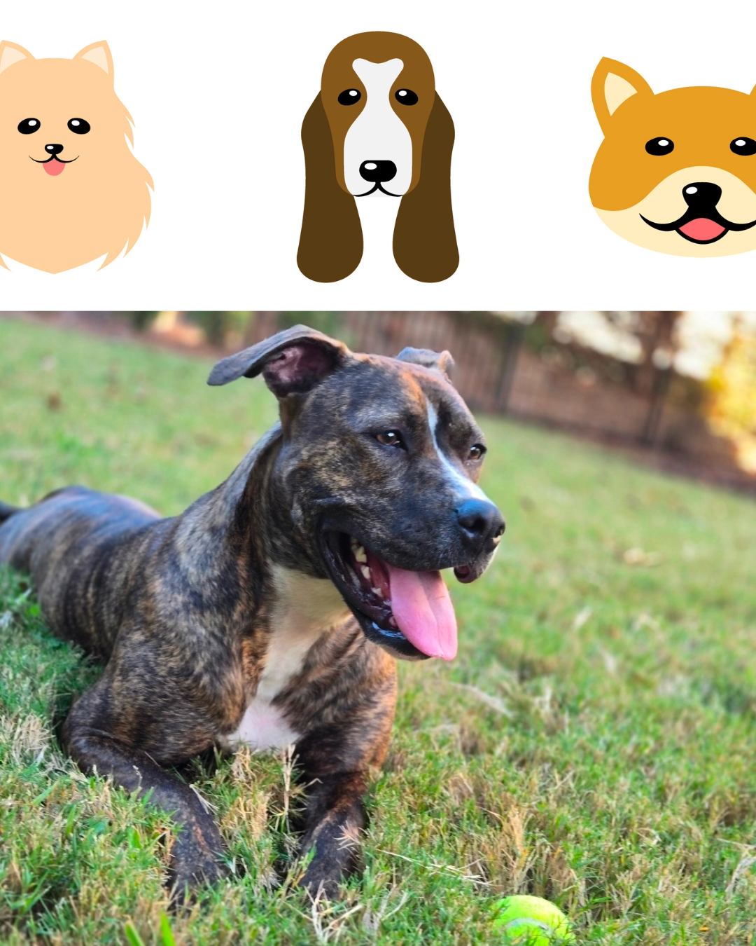 IndependentAnimalRescueEvent