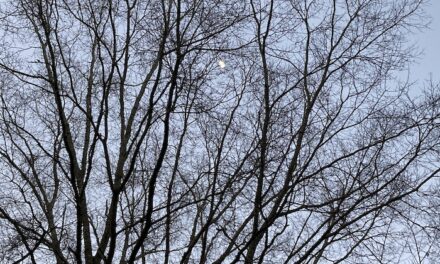 Playing in the Dirt: Winter Landscapes