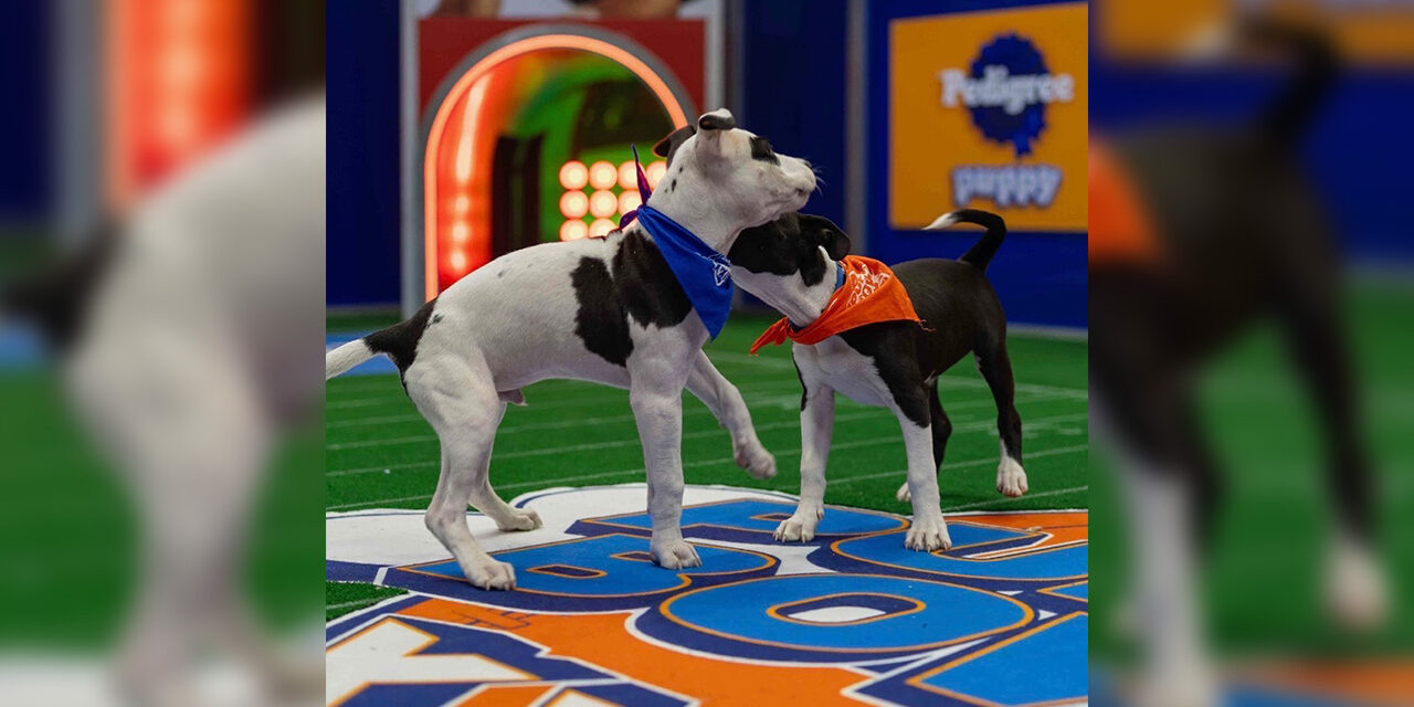 Two Puppies From Hillsborough Will Play In The 2026 Puppy Bowl
