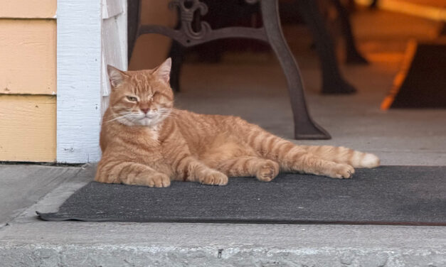 NC Town’s Beloved Cat Returns Home After Traveling From The Coast To Orange County