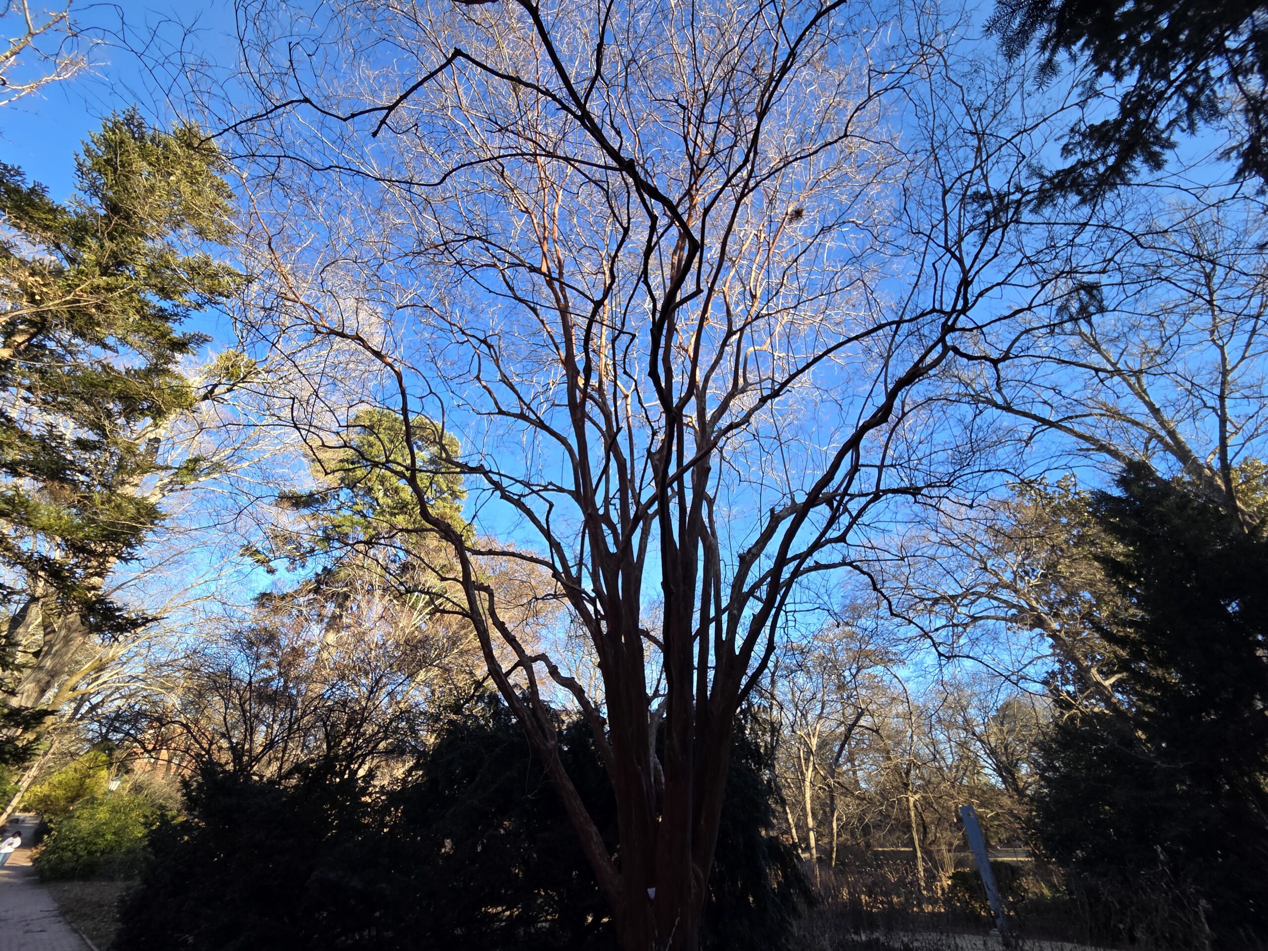 A bright blue sky shines behind bare trees and evergreen pines in the Coker Arboretum on the UNC-Chapel Hill campus. The bottom of the photo is dark, thrust into the shadows of nearby shrubs. Rising in the center of the frame is a dark many-trunked crepe myrtle, following its natural growth pattern. Left unpruned like this, the crepe myrtle’s branches spiral and fork upwards forming a lovely sculptural infrastructure that will later support a canopy of green leaves, dark and coppery fruits, and showy flowers in an array of colors. For now, in winter, the beautiful crepey bark and artistic habit of the trunks and branches are its true delights.
